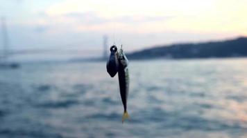 visvangst in Istanbul video