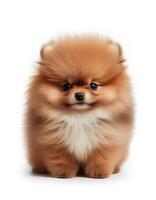 Fluffy small baby pomeranian dog on white background, created with photo
