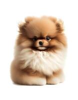 Fluffy small baby dog plush toy on white background, created with photo