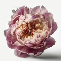 Peony flower head on white background, created with photo