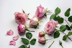 Pink roses on white background, flatlay view. photo