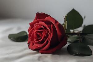 Red rose on neutral background. photo