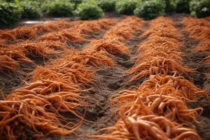 Carrots in ground, abstract garden. photo