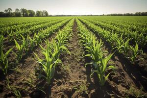 Springtime corn field with fresh sprouts. photo