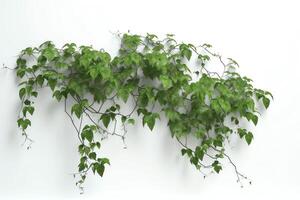 Creeper plants 3D rendering on white background. photo