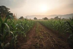 Organic maize farm or corn field plantation. photo