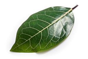 Green textural leaf from a tree close-up, isolate. . photo