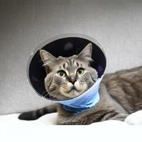 A sick gray cat lies with a medical collar. . photo