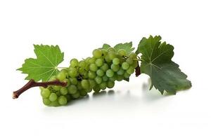 Vine of fresh green grapes, isolate on white background. Sprig of organic natural food. . photo