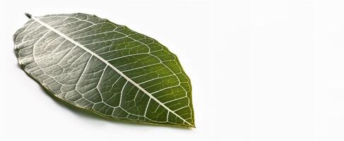 Green textural leaf from a tree close-up, isolate. . photo