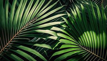 Background from palm green leaves. Tropical wallpaper. . photo