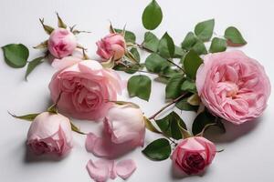 Pink roses on white background, flatlay view. photo