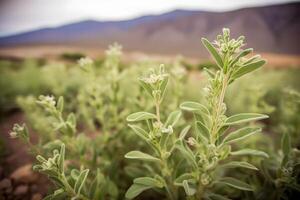 Stevia rebaudiana, sweet leaf sugar substitute isolated on field background. Neural network photo