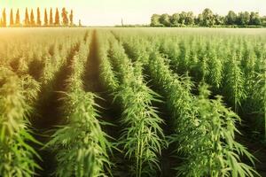 Marijuana bloom Plants nature of farm field with green. Neural network photo