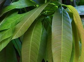 Green background of mango leaf photo