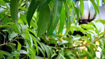 Green background of mango leaf photo