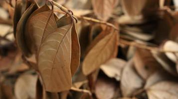 dried rotten jackfruit leaves scatter of the ground photo