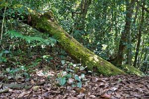 Morn blanc nature trail, rotting trunk, small tea tress and ferns, Mahe Seychelles photo