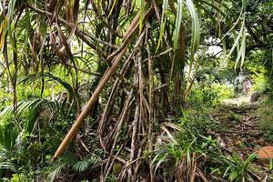 trois Frere naturaleza camino, pandanus arboles a lo largo el camino, mahe, seychelles foto