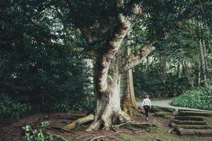 Jardim Botanico Jose do Canto in Ponta Delgada, Sao Miguel, the Azores photo