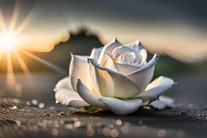 White roses lying on the ground, photo