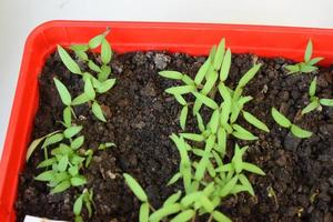 young Paprika Plants photo