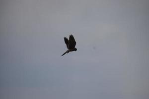 Falcon While Hunting photo