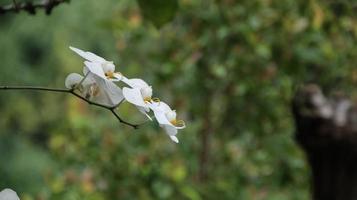 Moon orchid, white orchid in a flower garden. photo