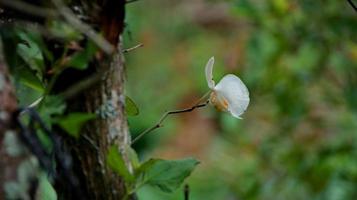 Moon orchid, white orchid in a flower garden. photo