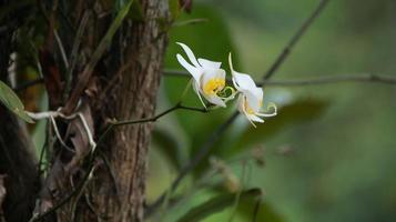 Moon orchid, white orchid in a flower garden. photo