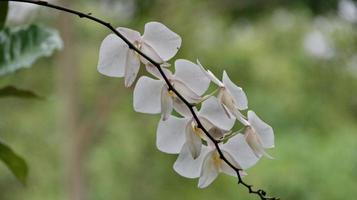 Moon orchid, white orchid in a flower garden. photo