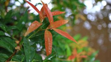 verde y rojo hojas con suave luz de sol, foto