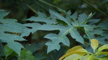 Fresh papaya green leaf photo