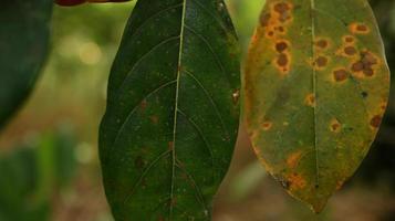 Jackfruit leaves that are already dry and still gree photo