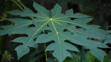 Fresh papaya green leaf photo