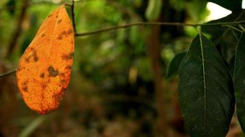 Jackfruit leaves that are already dry and still gree photo