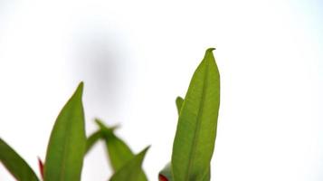Photinia leaf in photo with bokeh background