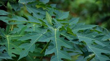 Fresh papaya green leaf photo