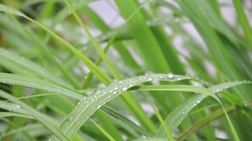 lemongrass leaves wet in the rain photo