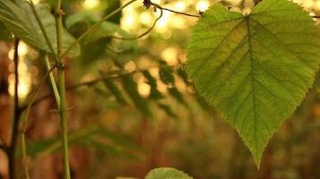 verde hojas en contra un antecedentes de puesta de sol ligero foto