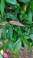 Photinia leaf in photo with bokeh background