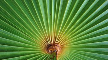 líneas y texturas de hojas de palma verde foto