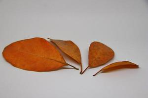 Dry leaf isolated on white background. photo