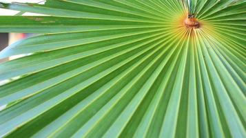 Lines and textures of Green Palm leaves photo