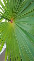 Lines and textures of Green Palm leaves photo