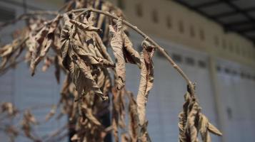 Blurred dried leaves are blowing on bokeh photo