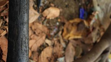 pila de quemado y chamuscado árbol bañador foto