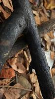 Pile of burnt and scorched tree trunks photo