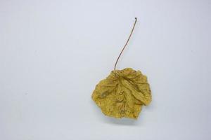 Dry leaf isolated on white background. photo