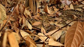 dried rotten jackfruit leaves scatter of the ground photo